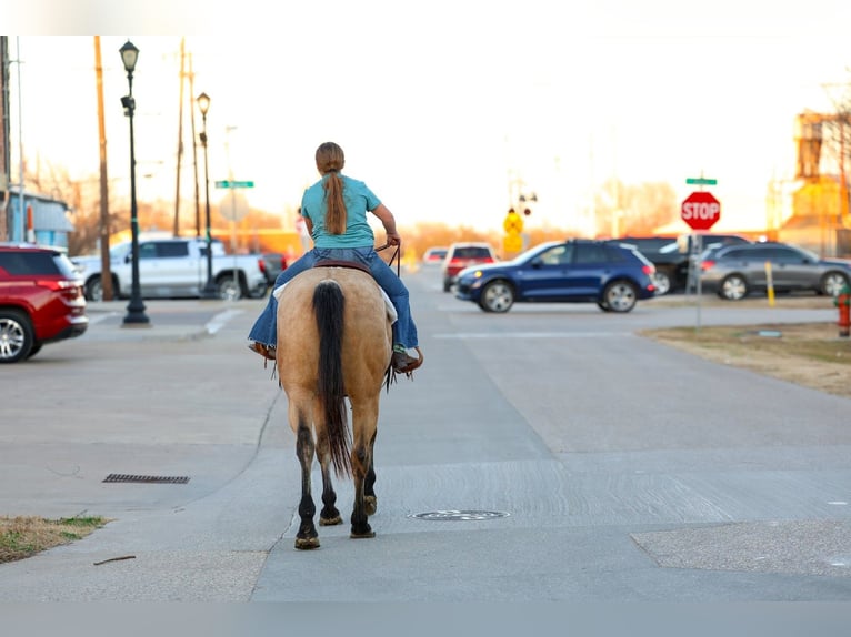 American Quarter Horse Gelding 9 years 15.2 hh Buckskin in Forney