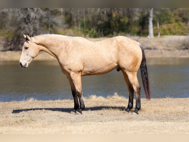 American Quarter Horse Gelding 9 years 15.2 hh Buckskin in Forney