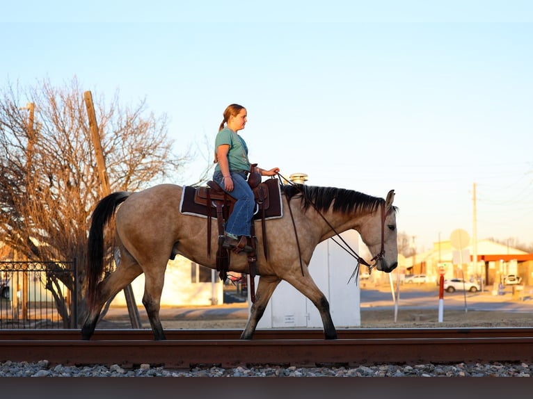 American Quarter Horse Gelding 9 years 15.2 hh Buckskin in Forney