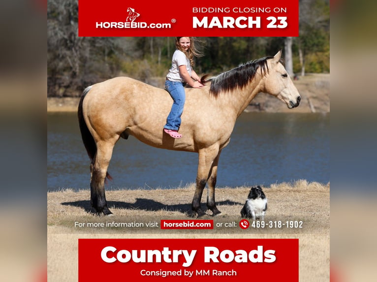 American Quarter Horse Gelding 9 years 15.2 hh Buckskin in Forney