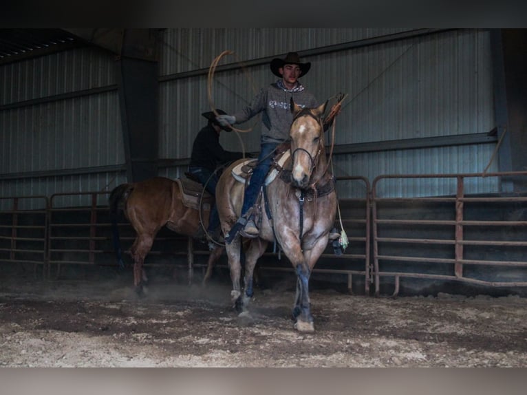 American Quarter Horse Gelding 9 years 15,2 hh Buckskin in Macon, MO