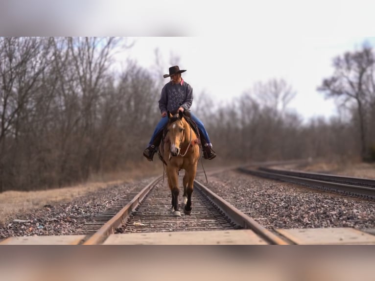 American Quarter Horse Gelding 9 years 15,2 hh Buckskin in Macon, MO