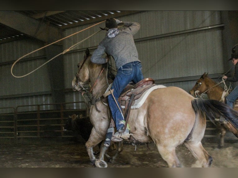 American Quarter Horse Gelding 9 years 15,2 hh Buckskin in Macon, MO