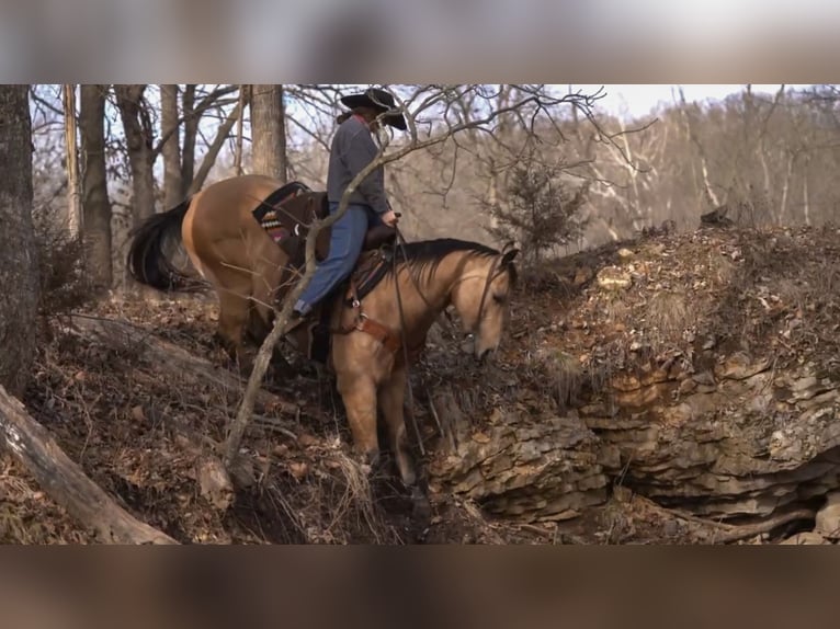 American Quarter Horse Gelding 9 years 15,2 hh Buckskin in Macon, MO