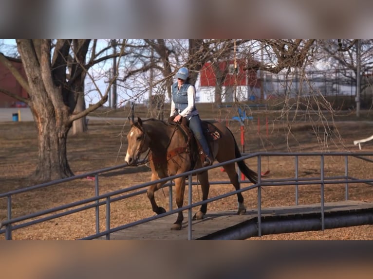 American Quarter Horse Gelding 9 years 15,2 hh Buckskin in Macon, MO