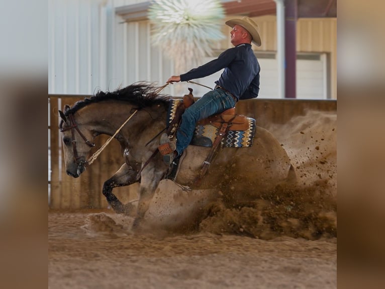 American Quarter Horse Gelding 9 years 15.2 hh Buckskin in Weatherford