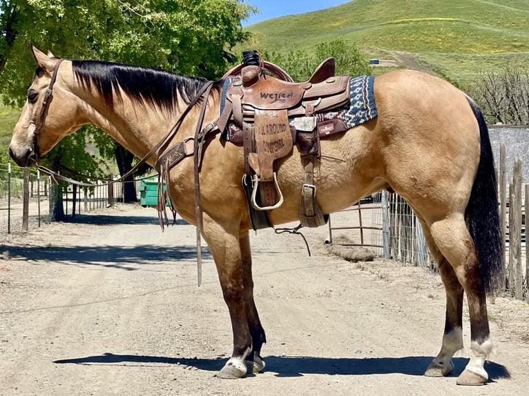 American Quarter Horse Gelding 9 years 15,2 hh Buckskin in Bitterwater CA