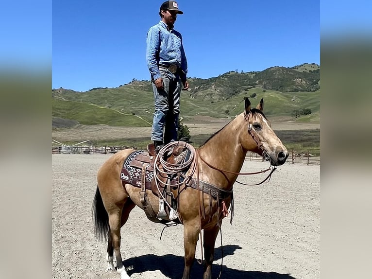 American Quarter Horse Gelding 9 years 15,2 hh Buckskin in Bitterwater CA