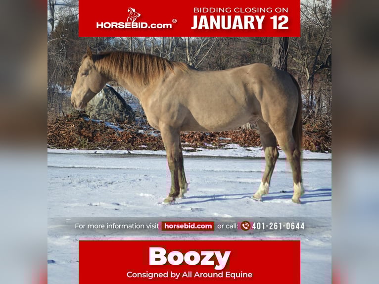 American Quarter Horse Gelding 9 years 15.2 hh Champagne in Middleboro