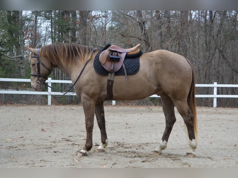 American Quarter Horse Gelding 9 years 15.2 hh Champagne in Middleboro