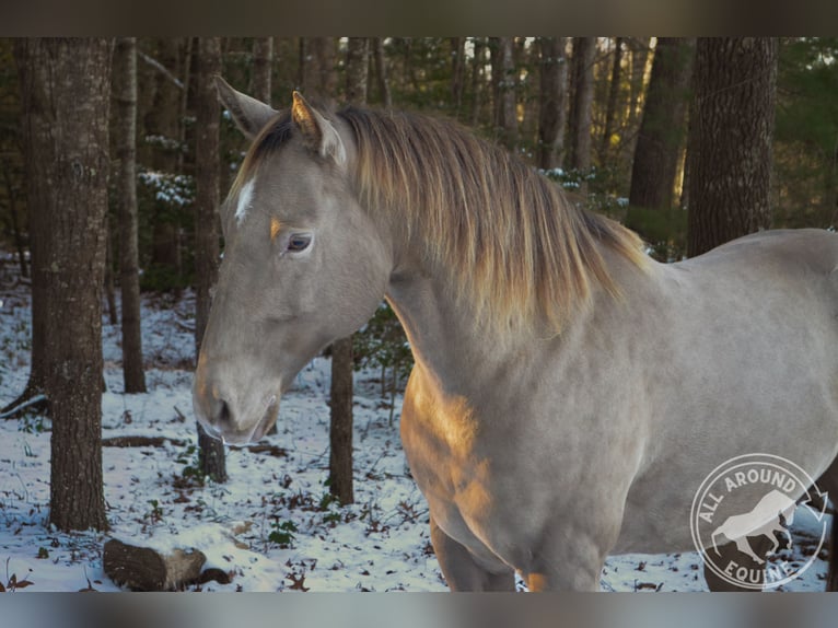 American Quarter Horse Gelding 9 years 15.2 hh Champagne in Middleboro