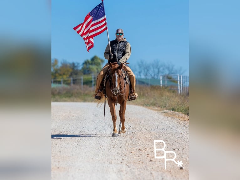 American Quarter Horse Gelding 9 years 15,2 hh Chestnut in Mountain Grove MO