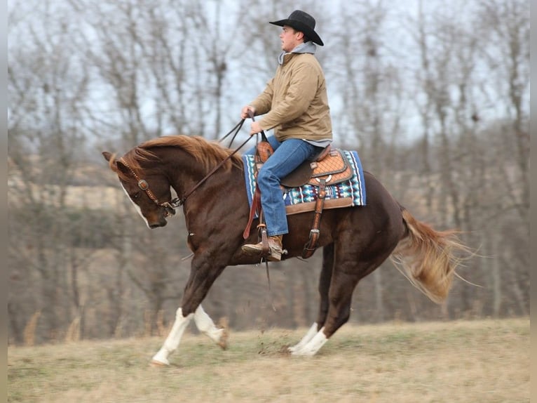 American Quarter Horse Gelding 9 years 15,2 hh Chestnut in Brodhead KY