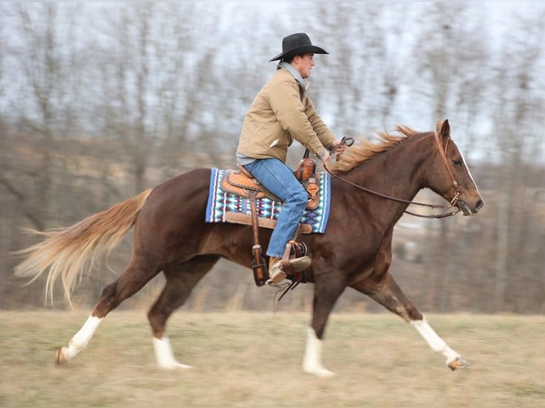American Quarter Horse Gelding 9 years 15,2 hh Chestnut in Brodhead KY