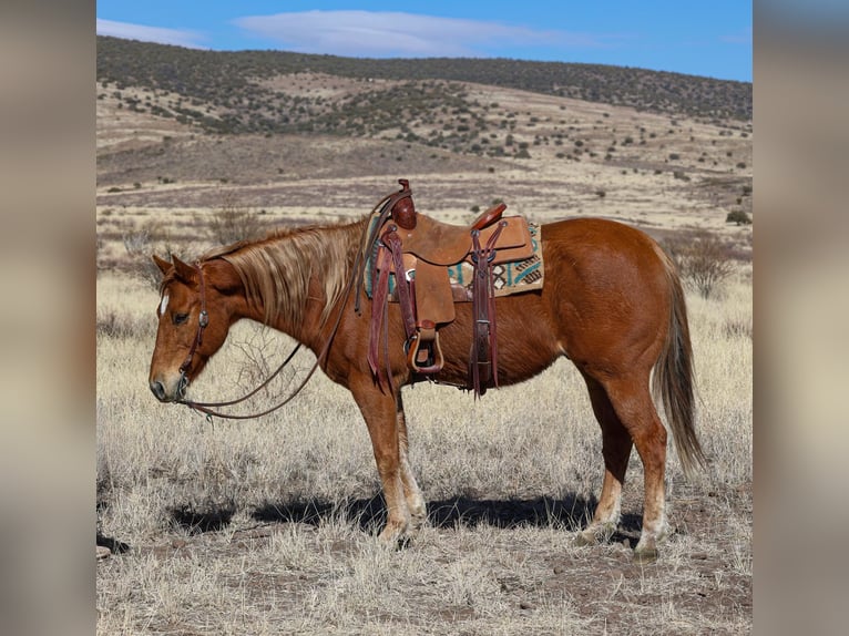 American Quarter Horse Gelding 9 years 15,2 hh Chestnut in Camp Verde, AZ