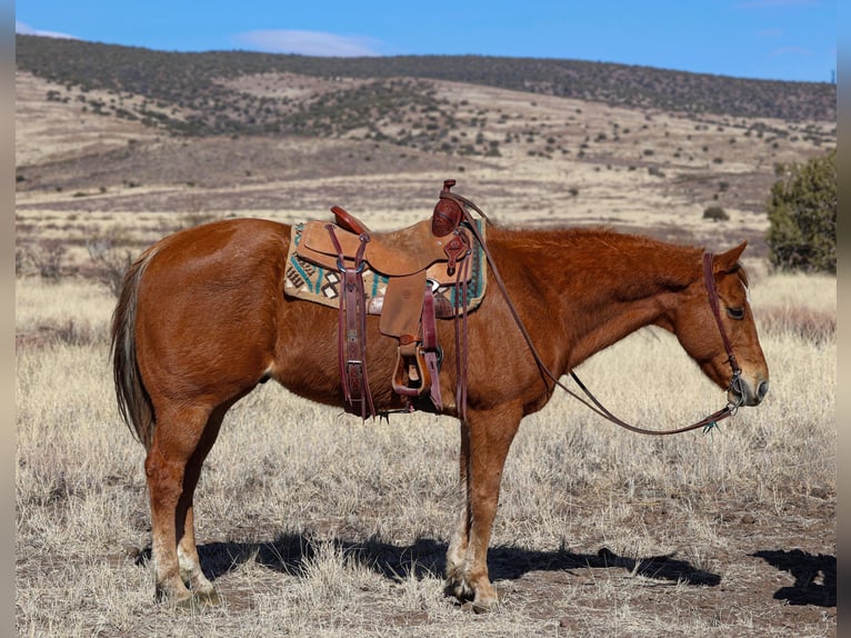 American Quarter Horse Gelding 9 years 15,2 hh Chestnut in Camp Verde, AZ