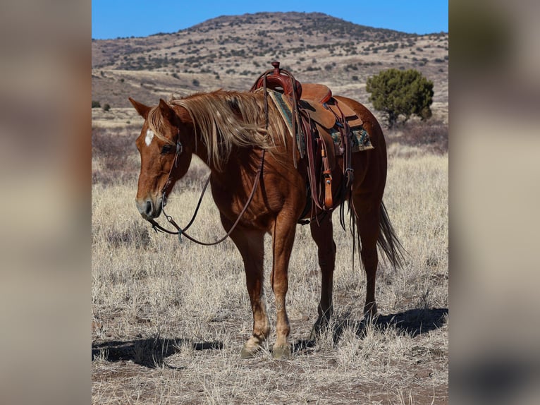 American Quarter Horse Gelding 9 years 15,2 hh Chestnut in Camp Verde, AZ