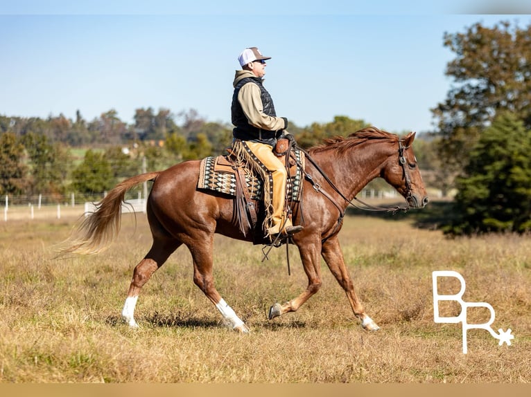 American Quarter Horse Gelding 9 years 15,2 hh Chestnut in Mountain Grove MO