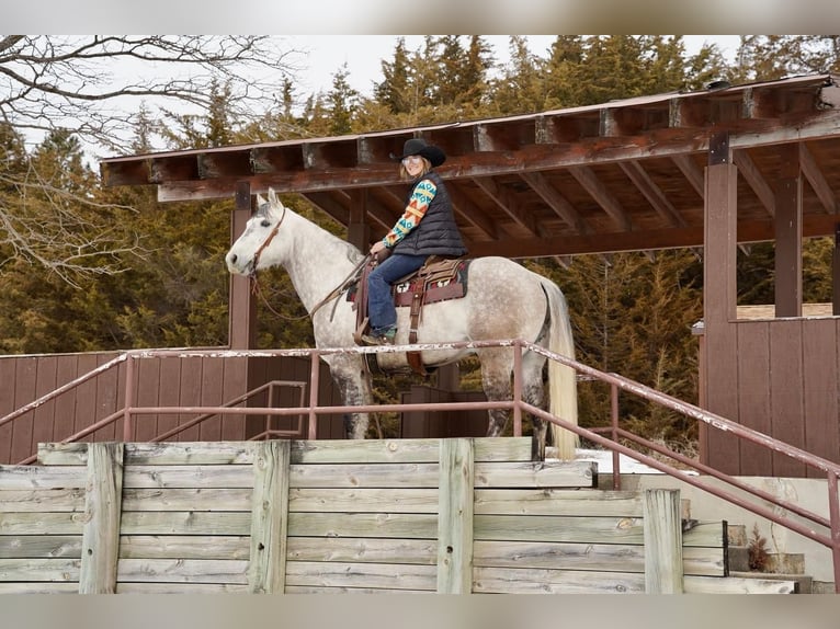 American Quarter Horse Gelding 9 years 15,2 hh Gray in Valley Springs, SD
