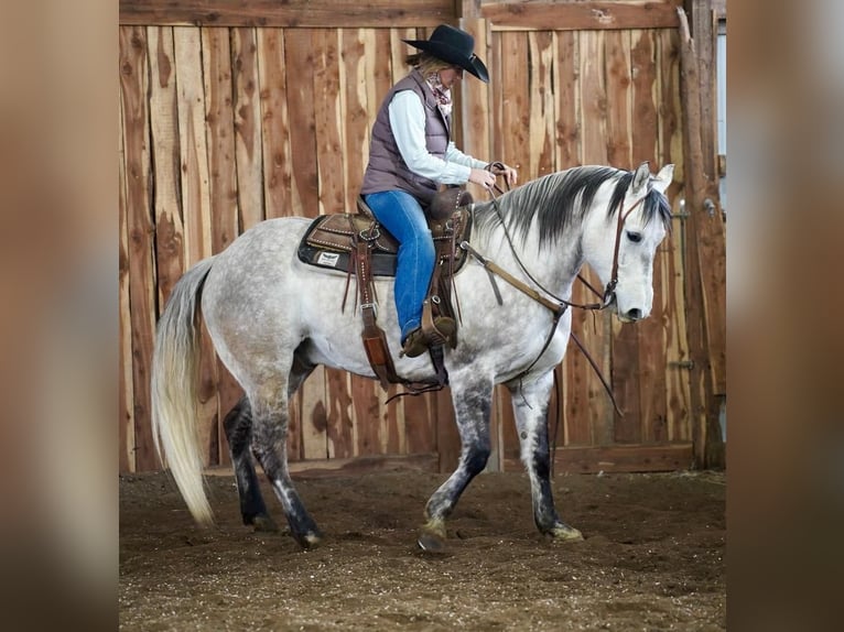 American Quarter Horse Gelding 9 years 15,2 hh Gray in Valley Springs, SD