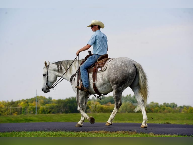 American Quarter Horse Gelding 9 years 15,2 hh Gray in Valley Springs