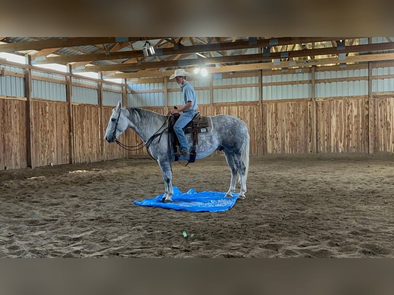 American Quarter Horse Gelding 9 years 15,2 hh Gray in Valley Springs
