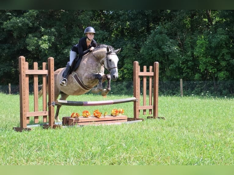 American Quarter Horse Gelding 9 years 15.2 hh Grey in Howell MI