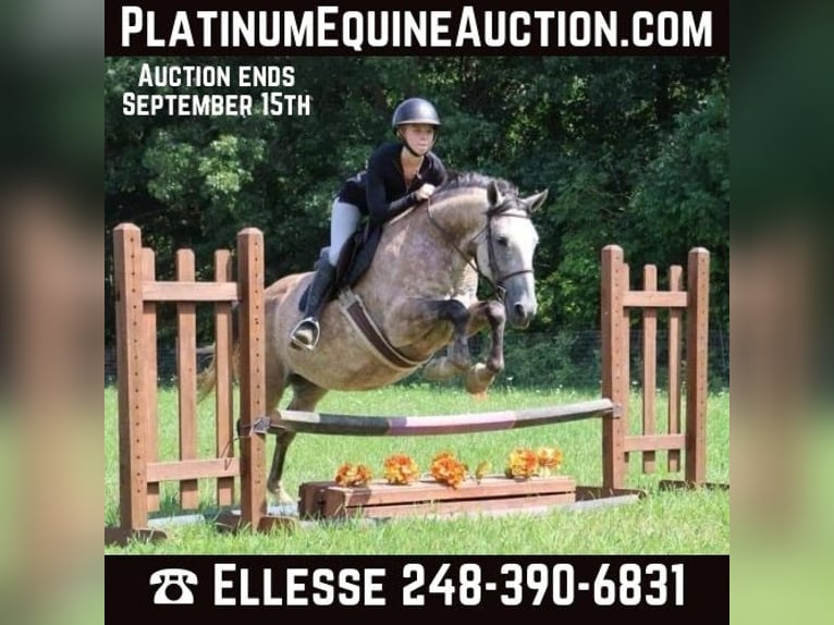 American Quarter Horse Gelding 9 years 15.2 hh Grey in Howell MI