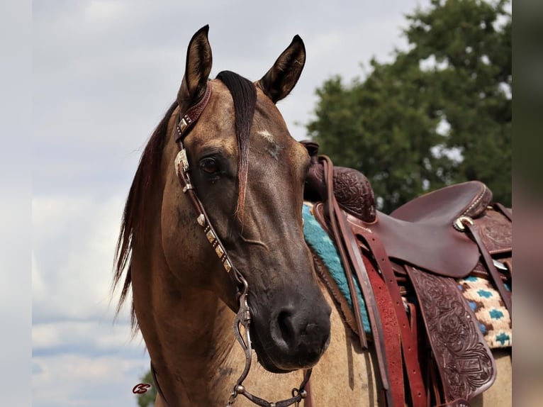 American Quarter Horse Gelding 9 years 15,2 hh Grullo in Graham, TX