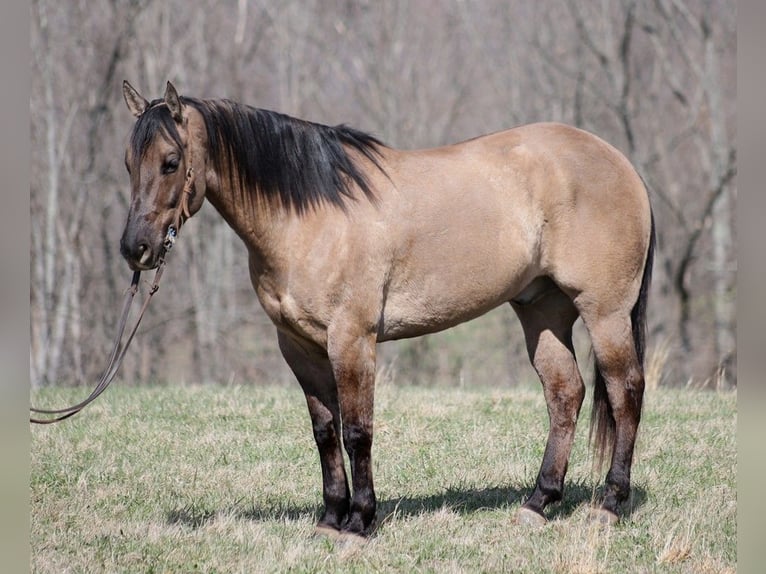 American Quarter Horse Gelding 9 years 15,2 hh Grullo in Brodhead KY