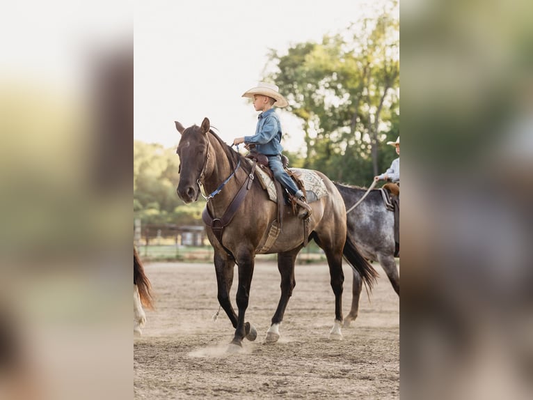 American Quarter Horse Gelding 9 years 15,2 hh Grullo in North Judson IN