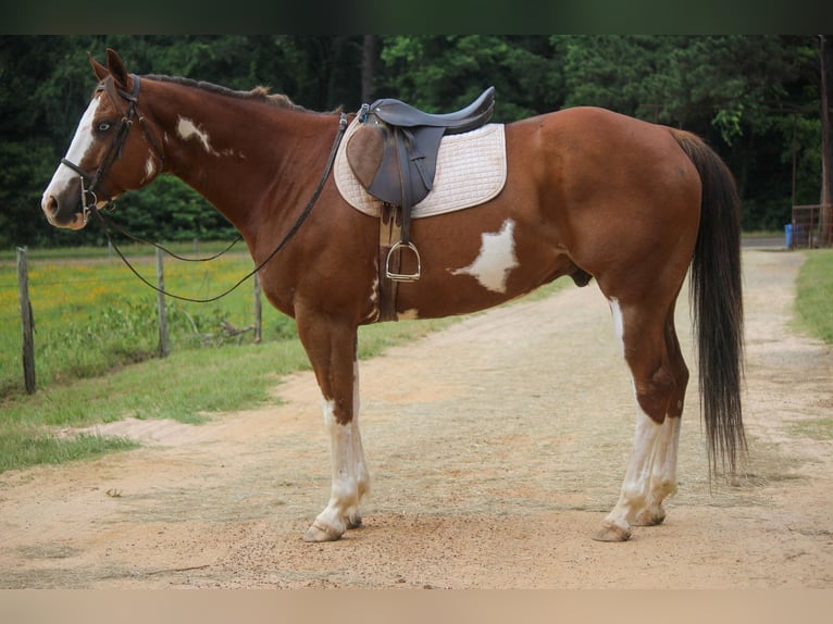 American Quarter Horse Gelding 9 years 15,2 hh Overo-all-colors in Rusk TX