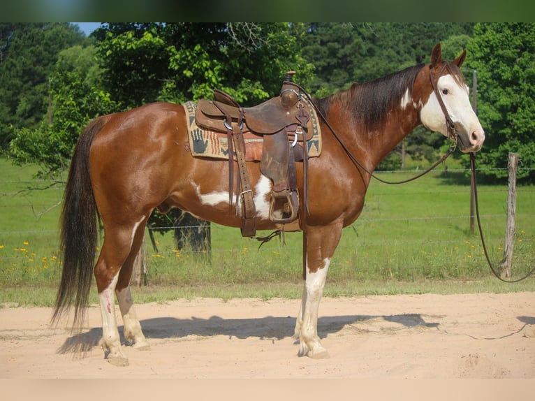 American Quarter Horse Gelding 9 years 15,2 hh Overo-all-colors in Rusk TX