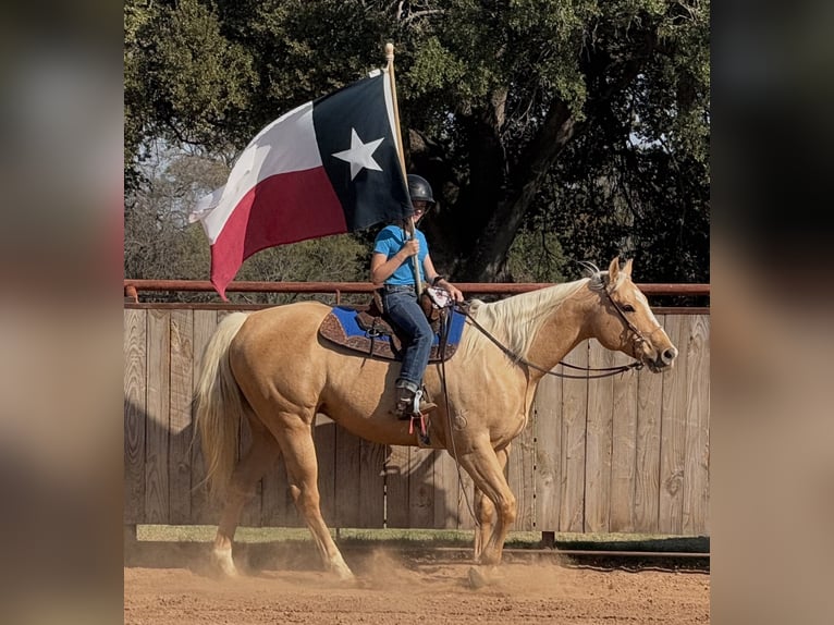 American Quarter Horse Gelding 9 years 15,2 hh Palomino in Weatherford