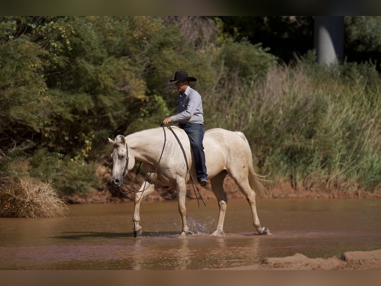 American Quarter Horse Gelding 9 years 15,2 hh Palomino in Canyon, TX
