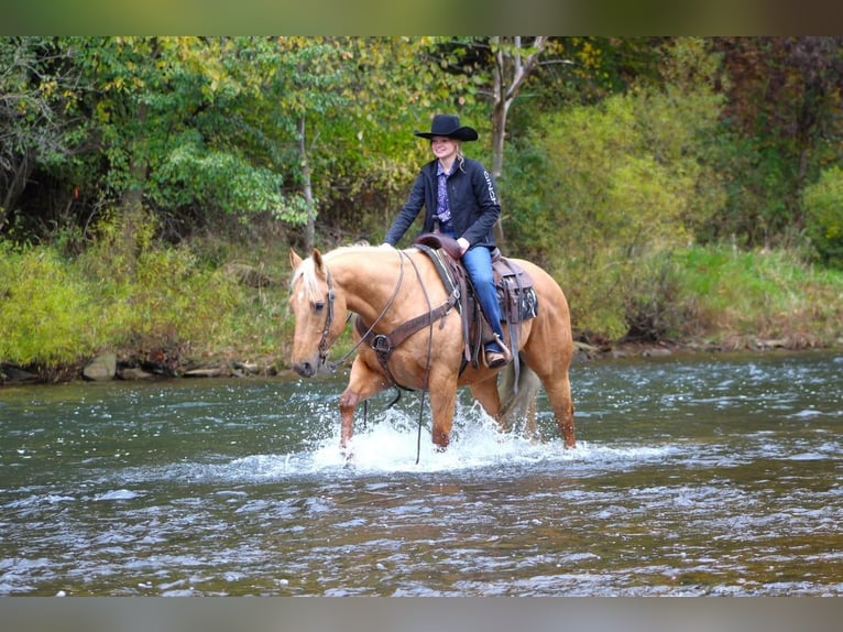 American Quarter Horse Gelding 9 years 15,2 hh Palomino in Clarion, PA