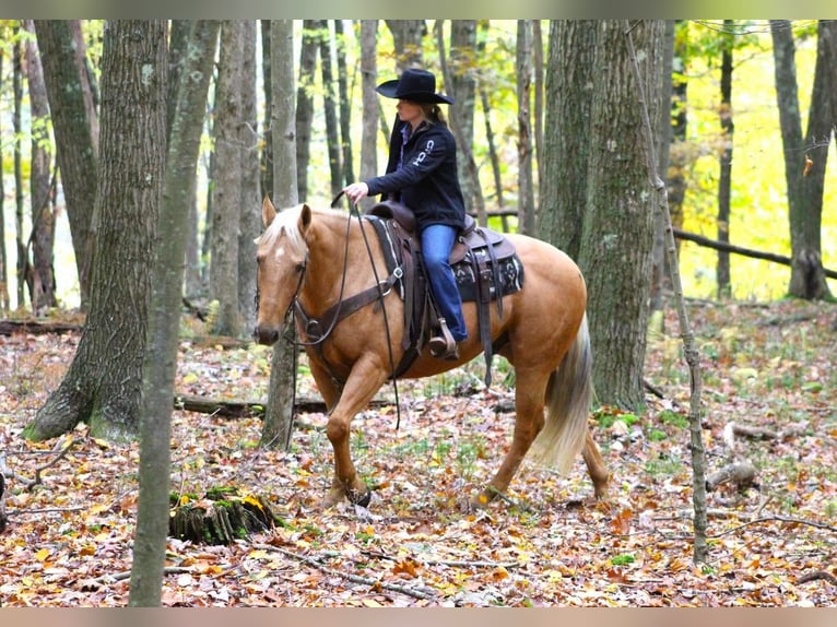 American Quarter Horse Gelding 9 years 15,2 hh Palomino in Clarion, PA
