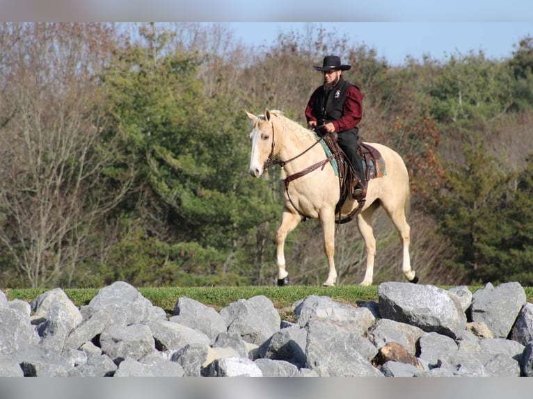 American Quarter Horse Gelding 9 years 15,2 hh Palomino in Rebersburg