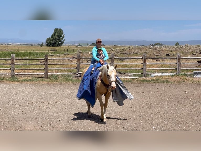 American Quarter Horse Gelding 9 years 15,2 hh Palomino in Saint Anthony, ID