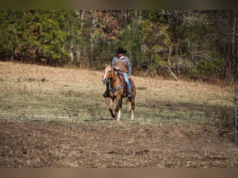 American Quarter Horse Gelding 9 years 15,2 hh Palomino in SANTA Fe TN