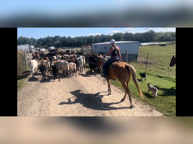 American Quarter Horse Gelding 9 years 15,2 hh Palomino in shobonier, IL