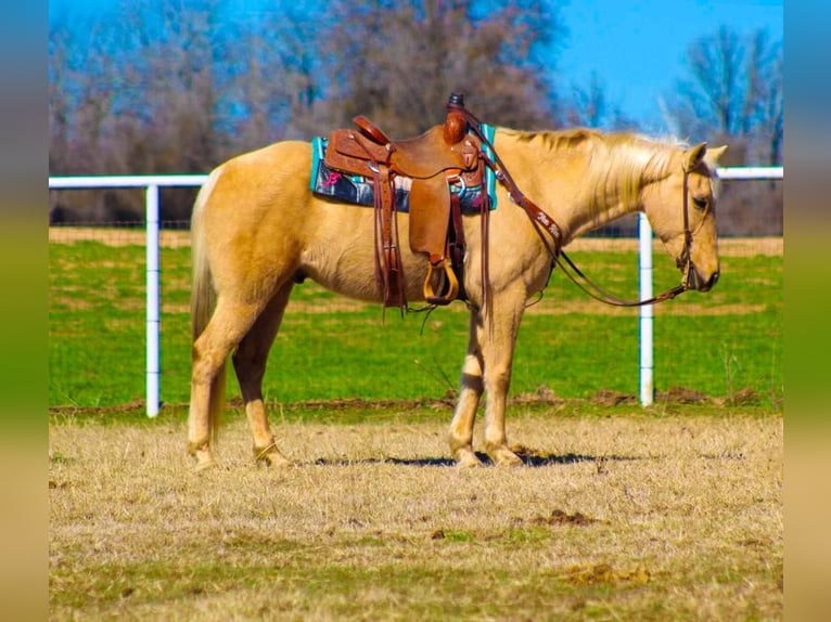 American Quarter Horse Gelding 9 years 15,2 hh Palomino in Stephenville, TX