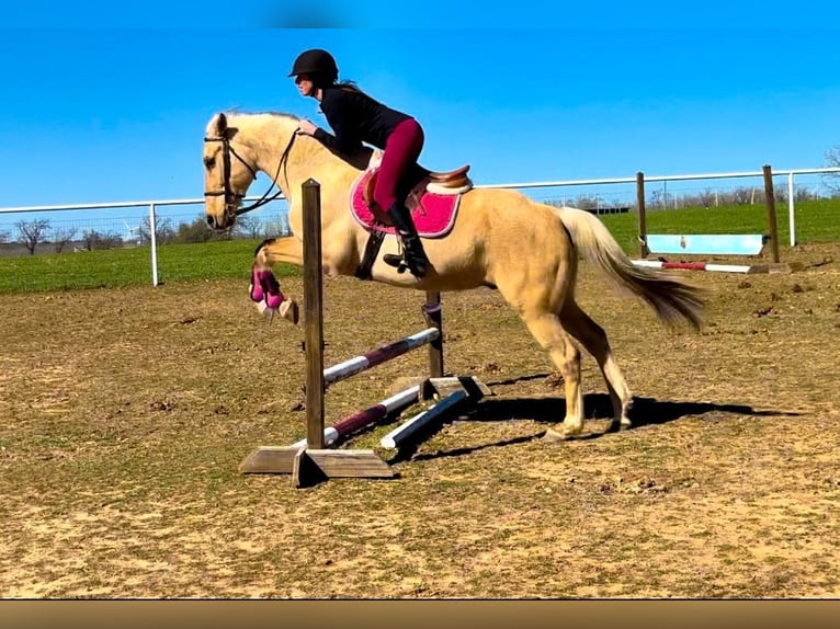 American Quarter Horse Gelding 9 years 15,2 hh Palomino in Stephenville, TX