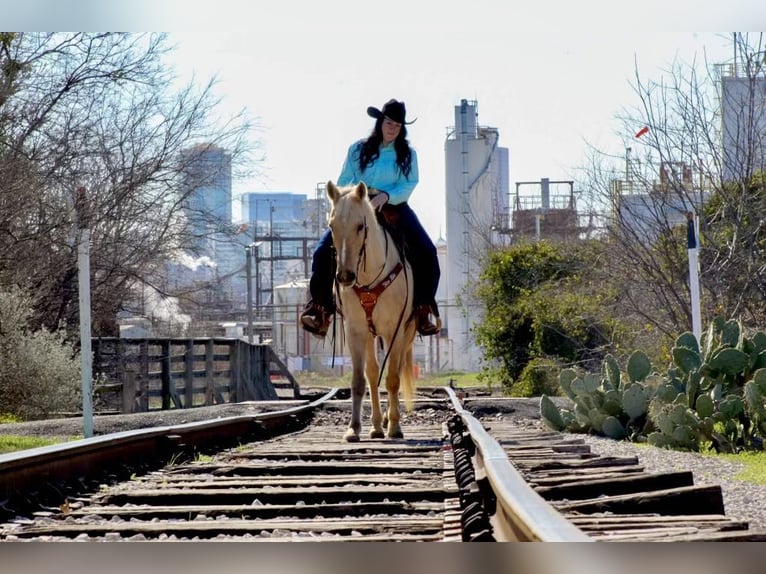 American Quarter Horse Gelding 9 years 15,2 hh Palomino in Stephenville, TX