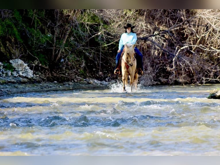 American Quarter Horse Gelding 9 years 15,2 hh Palomino in Stephenville, TX