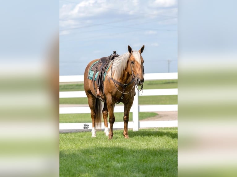 American Quarter Horse Gelding 9 years 15,2 hh Palomino in Holland, IA