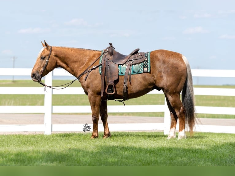 American Quarter Horse Gelding 9 years 15,2 hh Palomino in Holland, IA