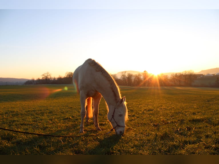 American Quarter Horse Gelding 9 years 15,2 hh Perlino in Bad Karlshafen