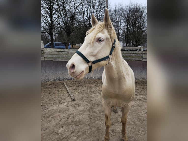 American Quarter Horse Gelding 9 years 15,2 hh Perlino in Bad Karlshafen