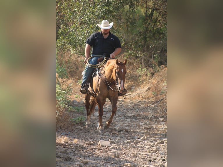American Quarter Horse Gelding 9 years 15,2 hh Red Dun in Breckenridge TX